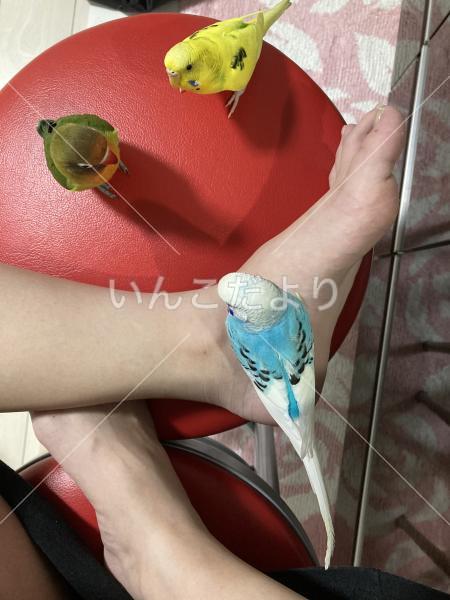 迷い鳥の写真