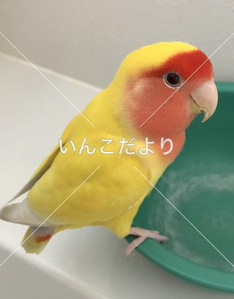 迷い鳥の写真