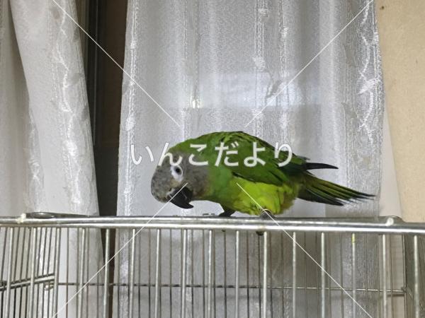 迷い鳥の写真