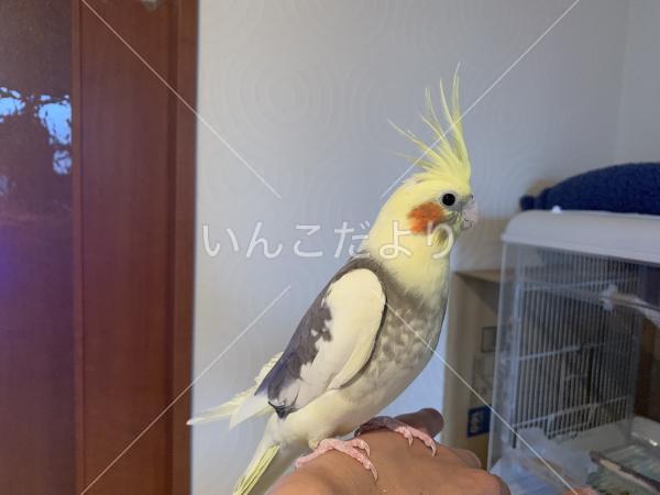 迷い鳥の写真