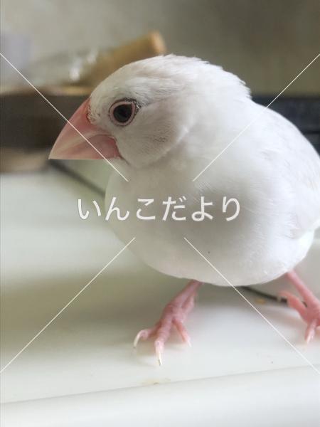迷い鳥の写真