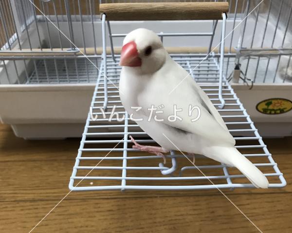 迷い鳥の写真