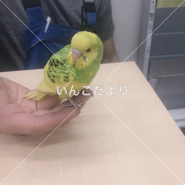 保護鳥の写真