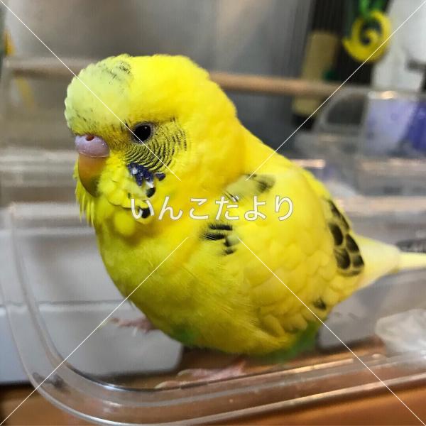 迷い鳥の写真