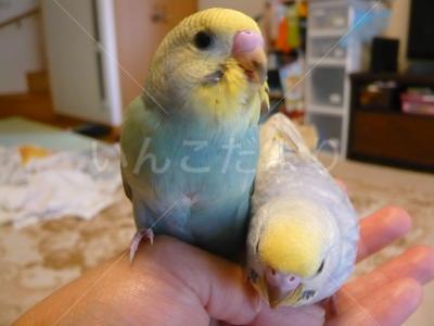 迷い鳥の写真