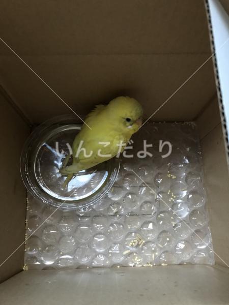 保護鳥の写真