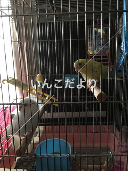迷い鳥の写真