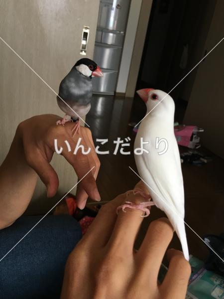 迷い鳥の写真