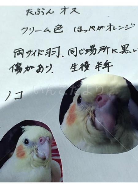 迷い鳥の写真