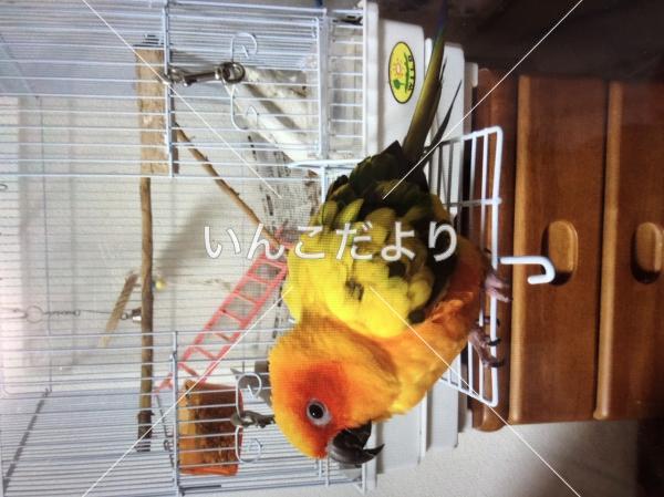 迷い鳥の写真