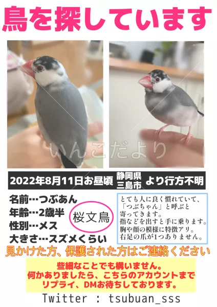 迷い鳥の写真