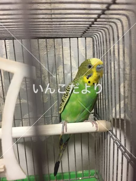 保護鳥の写真