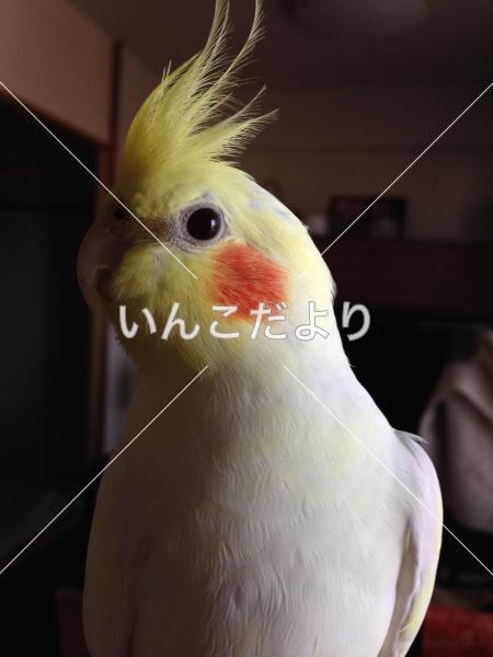 迷い鳥の写真