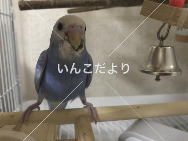 迷い鳥の写真