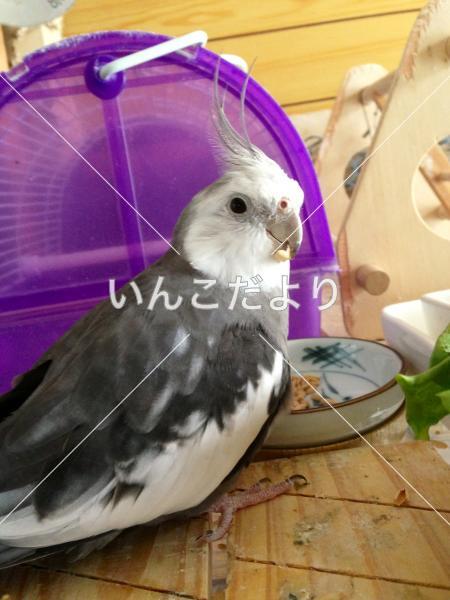迷い鳥の写真