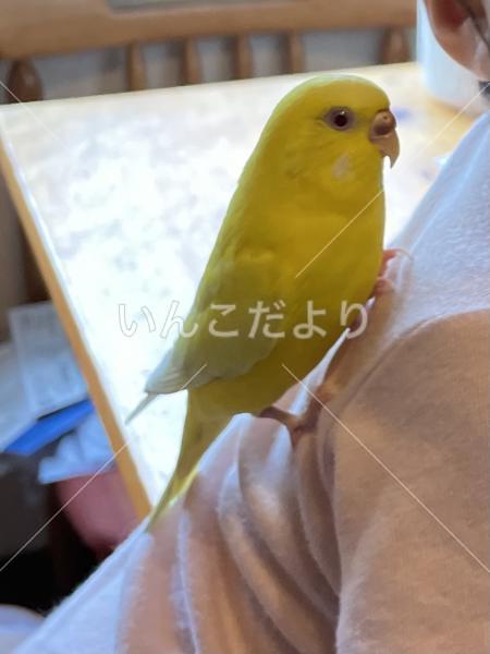 迷い鳥の写真