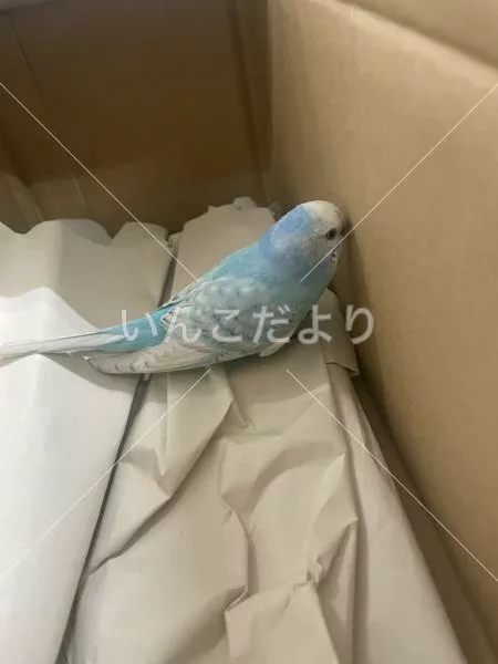 保護鳥の写真