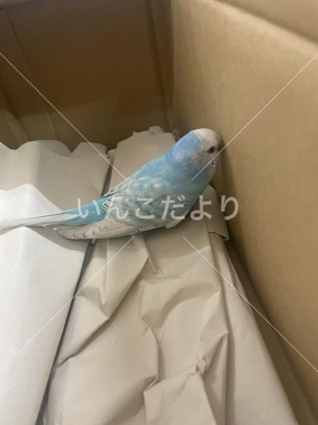 保護鳥の写真