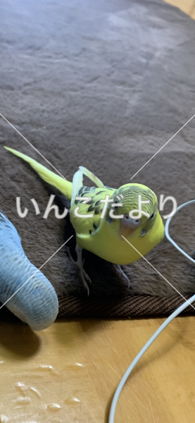 迷い鳥の写真