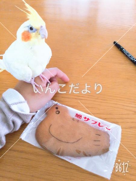 迷い鳥の写真