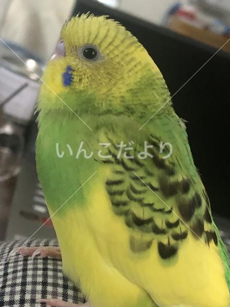 迷い鳥の写真