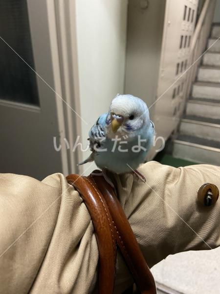 保護鳥の写真
