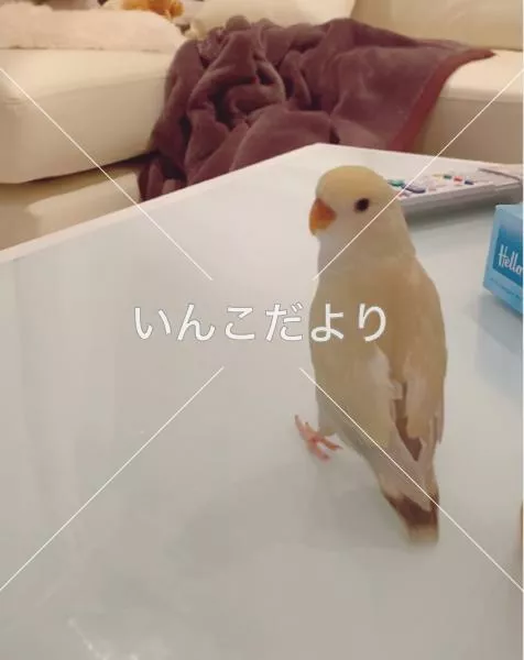 迷い鳥の写真
