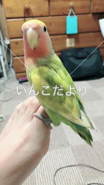 迷い鳥の写真