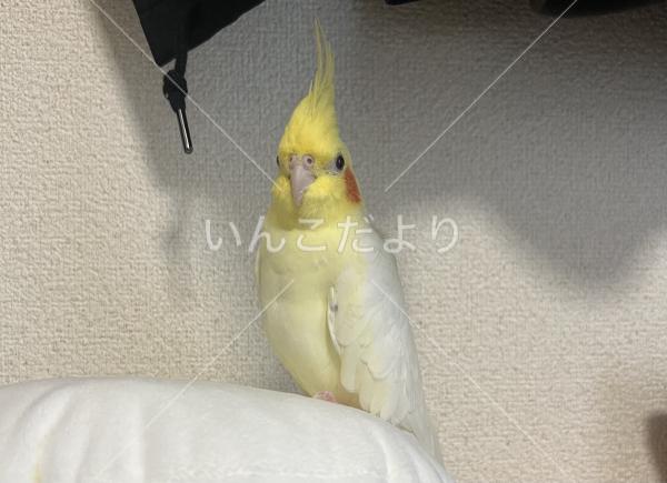迷い鳥の写真