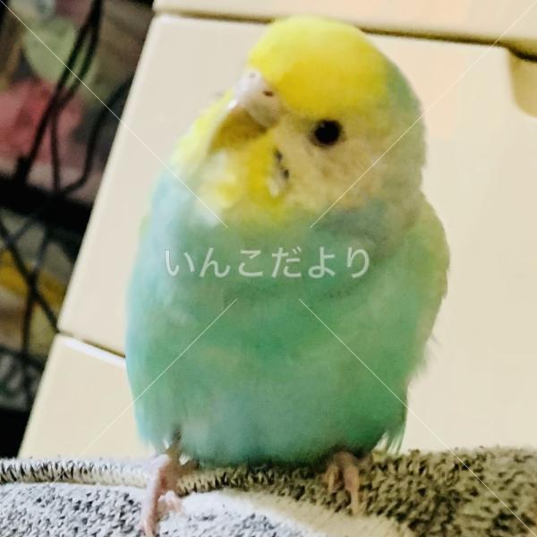 迷い鳥の写真