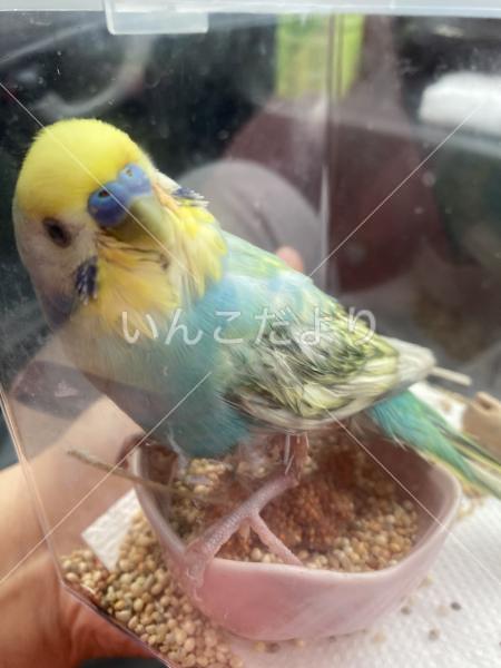 迷い鳥の写真