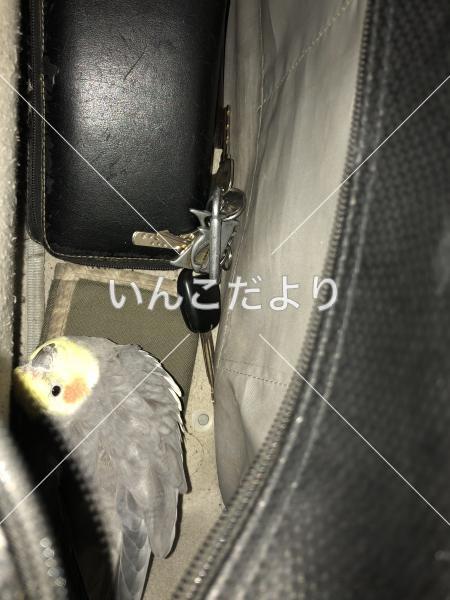 迷い鳥の写真