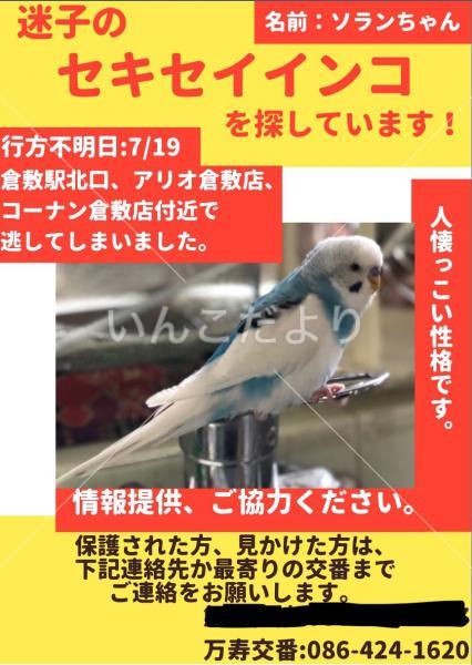 迷い鳥の写真