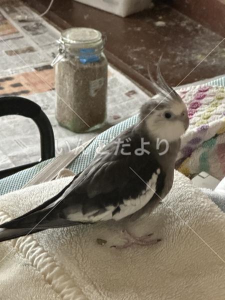 迷い鳥の写真