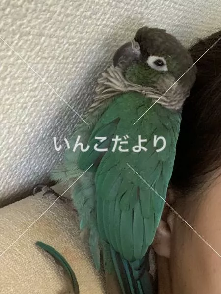 迷い鳥の写真