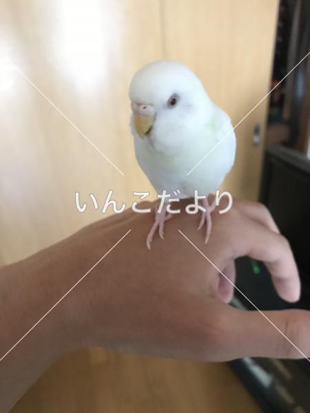 迷い鳥の写真