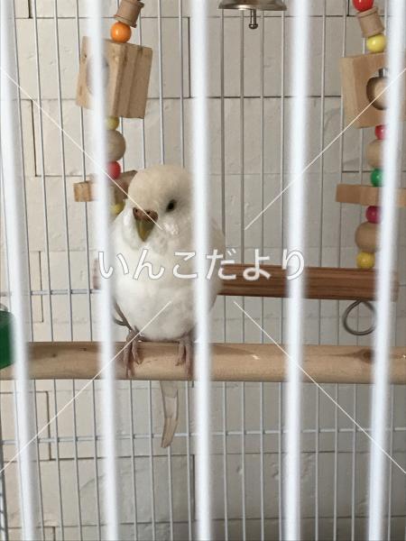 保護鳥の写真
