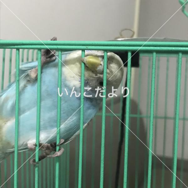 保護鳥の写真
