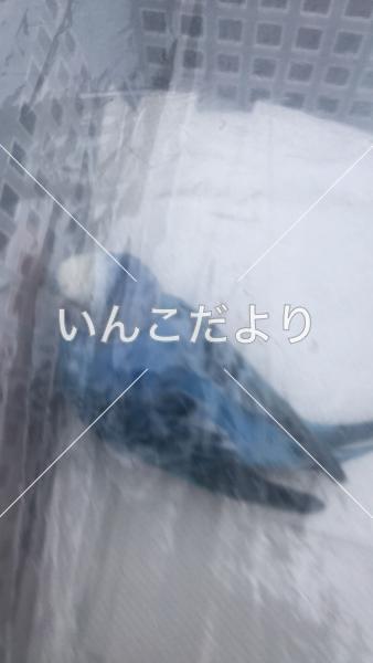 保護鳥の写真