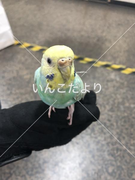 保護鳥の写真