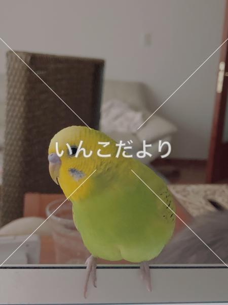 迷い鳥の写真