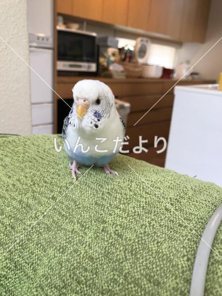 迷い鳥の写真