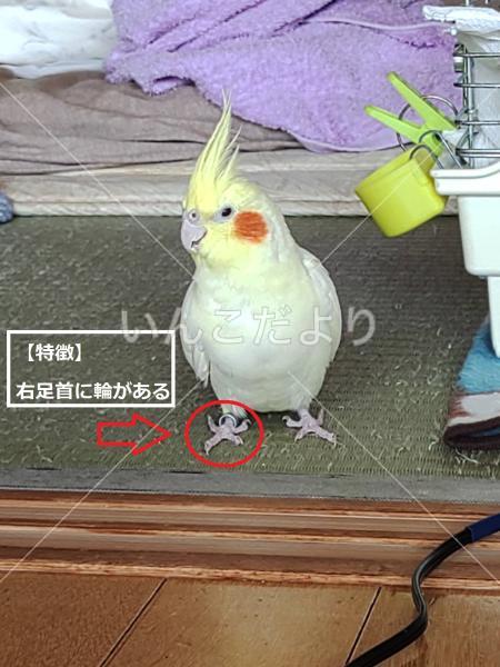 迷い鳥の写真