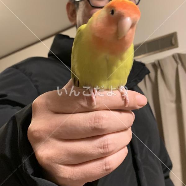 迷い鳥の写真