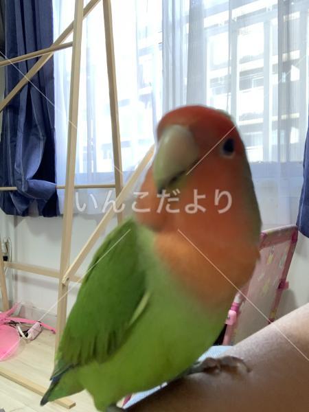 迷い鳥の写真