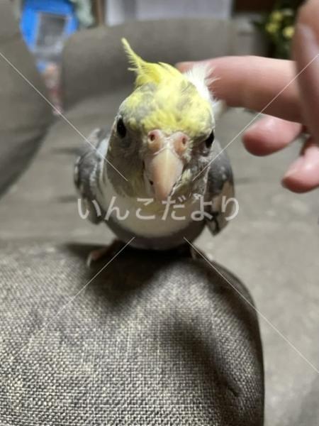 迷い鳥の写真
