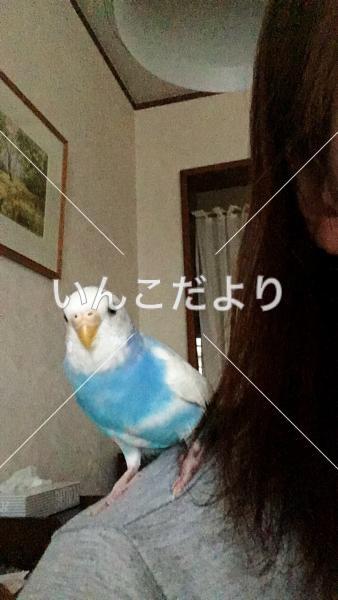 迷い鳥の写真