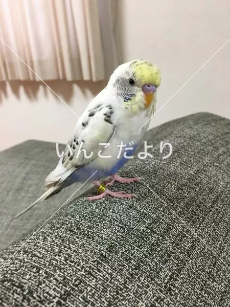 保護鳥の写真