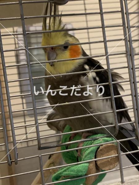 迷い鳥の写真