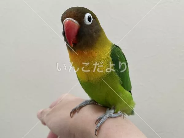保護鳥の写真